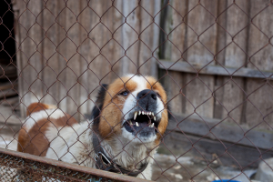 Dog Bites