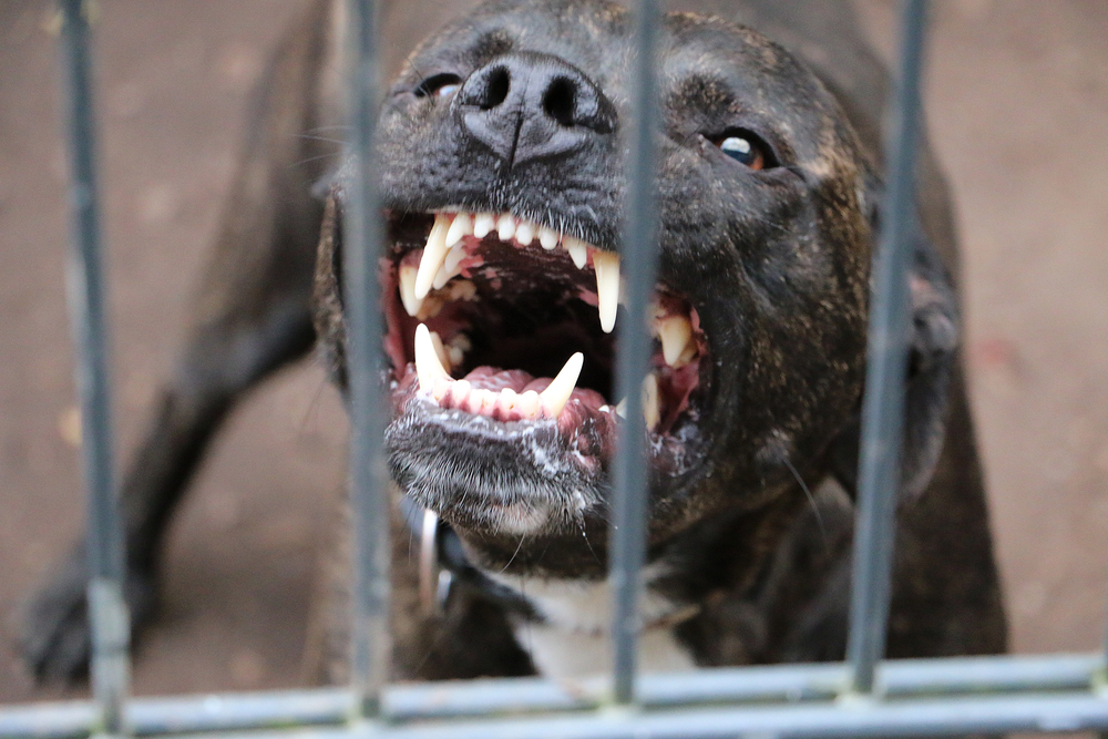 Dog Bite Injuries in New Mexico: What Albuquerque Victims Should Know