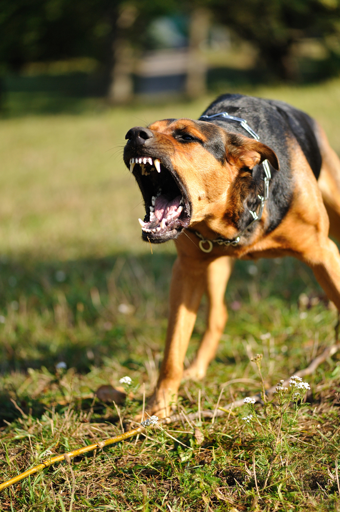 Pain and Suffering After a Dog Bite in Albuquerque: What Compensation Is Available?